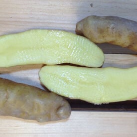 Banana Fingerling, Seed Potatoes