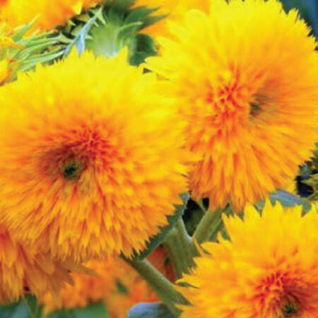 Dwarf Sungold Double, Sunflower Seeds - 1 Pound image number null
