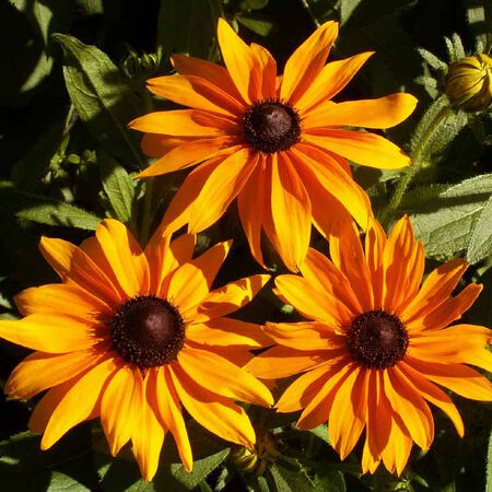 Marmalade, Rudbeckia Seeds - Packet image number null