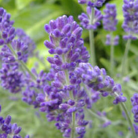 English, Lavender Seeds