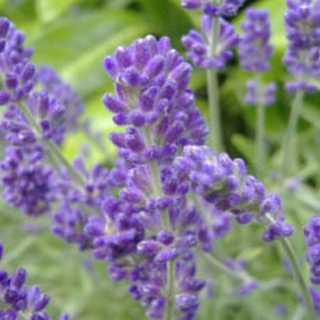 English, Lavender Seeds - Packet image number null