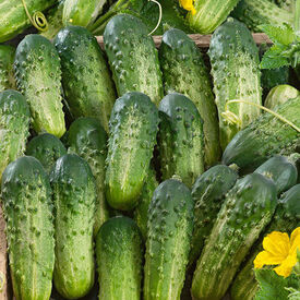 Sumter, Organic (F1) Cucumber Seeds