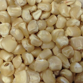 Hickory King White, Corn Seed