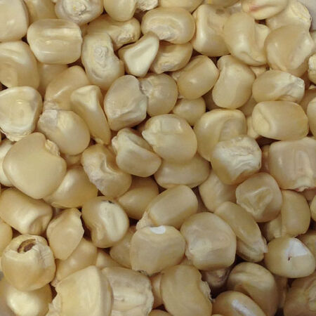 Hickory King White, Corn Seed - Packet (1 oz.) image number null