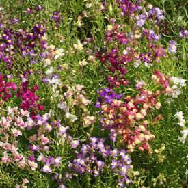 Dwarf Mix 'Fairy Bouquet', Snapdragon Seeds