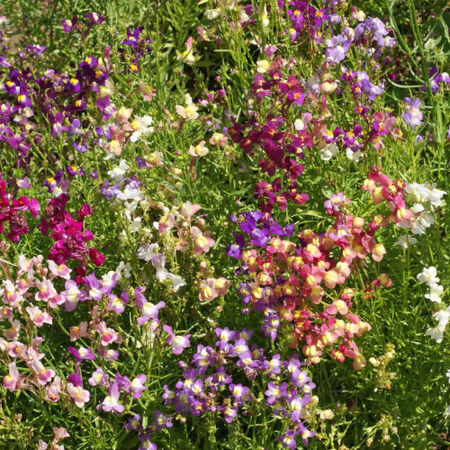 Dwarf Mix, Snapdragon Seeds - Packet image number null