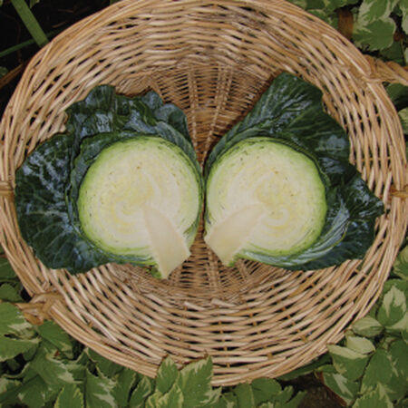 Copenhagen Market, Cabbage Seeds - Packet image number null