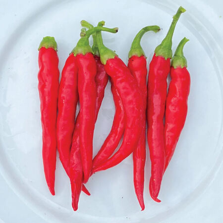Chile de Arbol, Pepper Seeds - Packet image number null