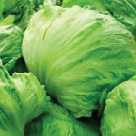 Iceberg, Lettuce Seeds - Packet image number null