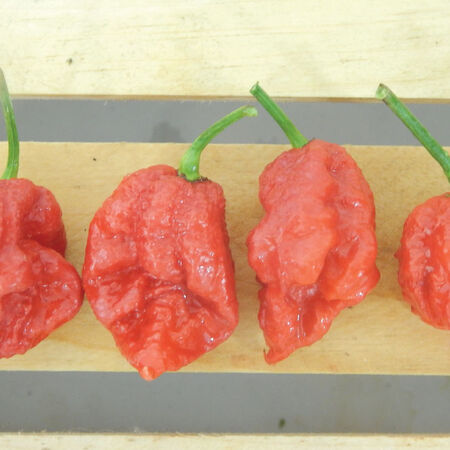 Carolina Reaper, Pepper Seeds - Packet image number null