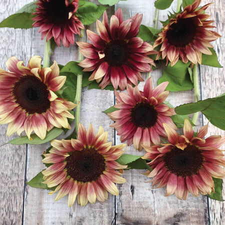 ProCut Plum, (F1) Sunflower Seeds - Packet image number null