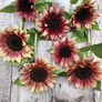 ProCut Plum, (F1) Sunflower Seeds - Packet thumbnail number null