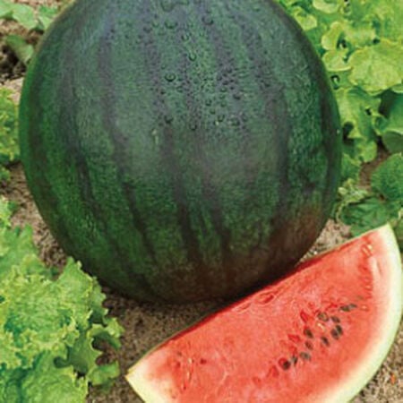 Bush Sugar Baby, Organic Watermelon Seeds - Packet image number null