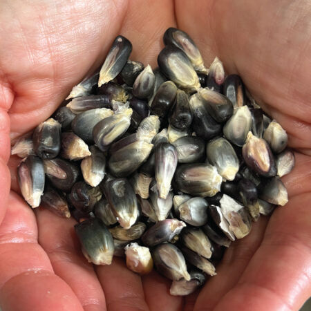 Blue Cónico, Corn Seed - Packet (1 oz.) image number null