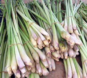 Common Lemongrass Seed Urban Farmer
