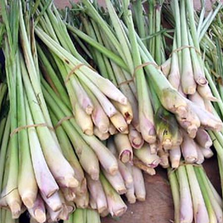 Common, Lemongrass Seed - 1,000 Seeds image number null