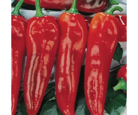 Corno Di Toro Rosso, Pepper Seeds - Packet image number null