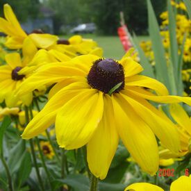 Yellow, Coneflower Seed