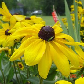 Yellow, Coneflower Seed