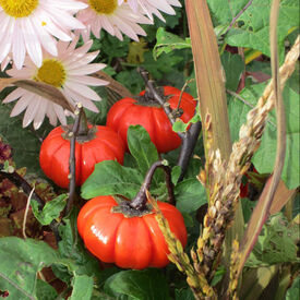 Pumpkin on a Stick, Eggplant Seeds