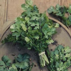 Common, Organic Cilantro Seeds