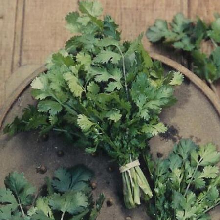 Common, Organic Cilantro Seeds image number null