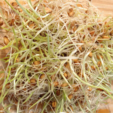 Soft White Wheat, Sprout Seeds - 1 Pound image number null