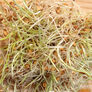 Grain Mix, Sprout Seeds - 1 Pound thumbnail number null
