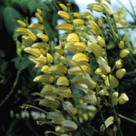 Mina, Citronella Seeds