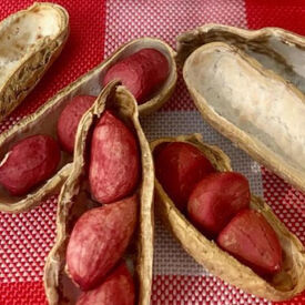 Tennessee Red Valencia, Peanut Seeds