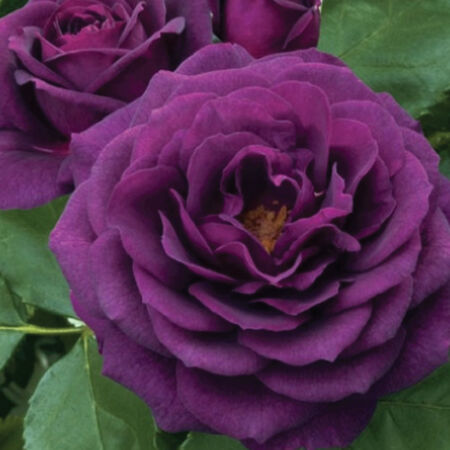 Purple Bush, Rose Seeds - Packet image number null