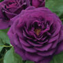 Purple Bush, Rose Seeds thumbnail number null
