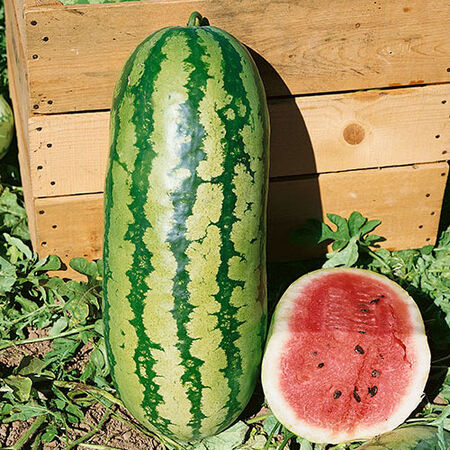 Jubilee, Organic Watermelon Seeds image number null