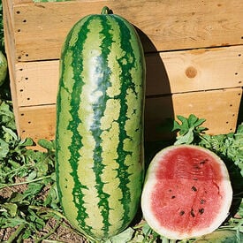 Jubilee, Organic Watermelon Seeds