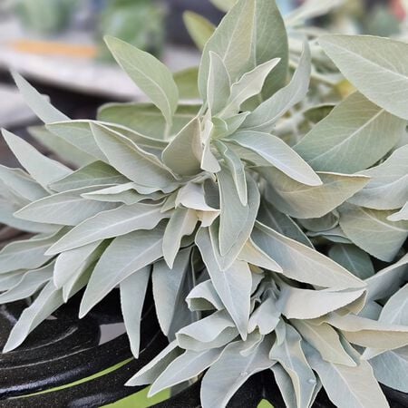 White, Sage Seed - Packet image number null