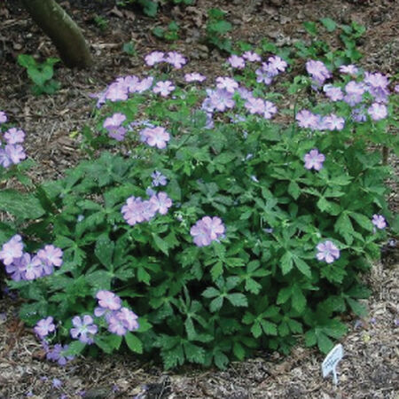 Wild, Geranium Seeds - Packet image number null