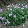 Wild, Geranium Seeds - Packet thumbnail number null