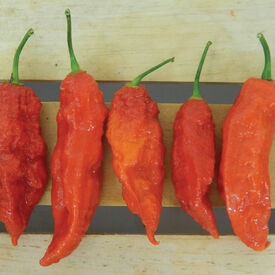 Red Bhut Jolokia (Ghost), Pepper Seeds
