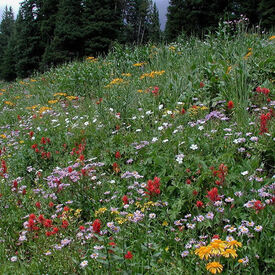 Intermountain Native Blend, Wildflower Seed