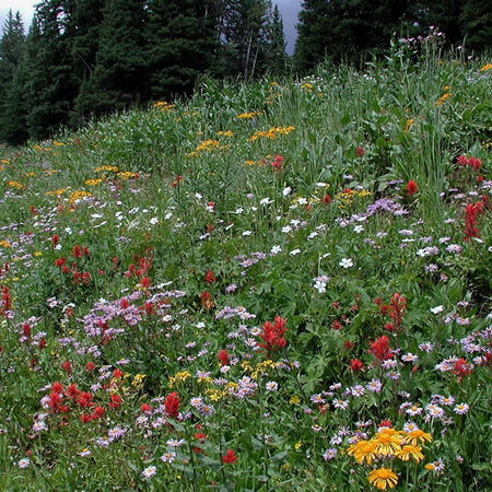 Intermountain Native Blend, Wildflower Seed - 1 Ounce image number null