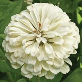 Polar Bear, Zinnia Seed