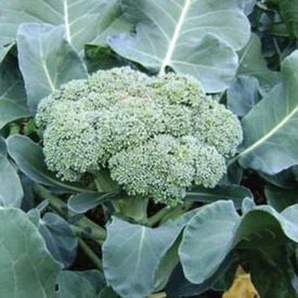 Green Sprouting Calabrese, Broccoli Seeds