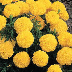 Yellow Inca II, Marigold Seeds