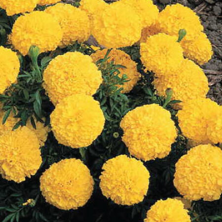 Yellow Inca II, Marigold Seeds - Packet image number null