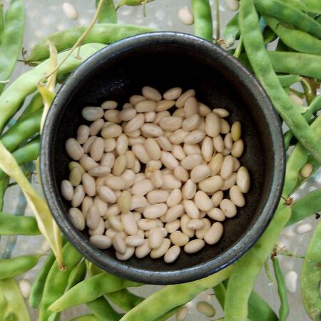 Great Northern, Bean Seeds - Packet (1 oz.) image number null