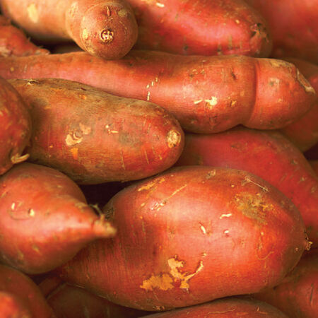 Georgia Jets, Sweet Potato Slips - 25 Potato Slips image number null