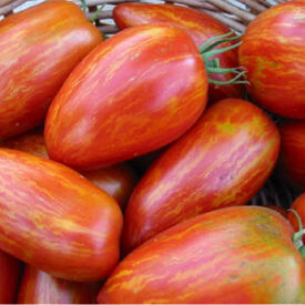 Speckled Roman, Organic Tomato Seeds