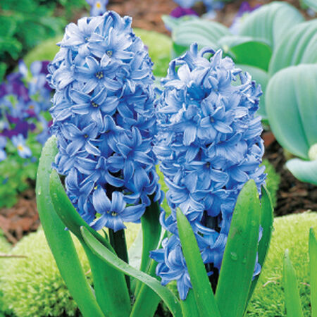 Delfts Blue, Hyacinth Bulbs - 10 Bulbs image number null