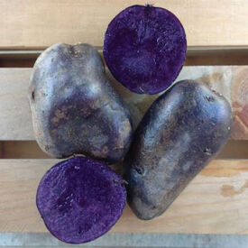 Adirondack Blue, Seed Potatoes