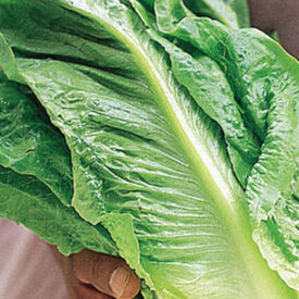 Parris Island Cos, Lettuce Seeds